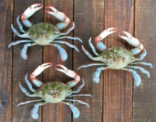 Blue crab maryland for sale  Sanford