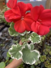 Horseshoe geranium rooted for sale  Delta