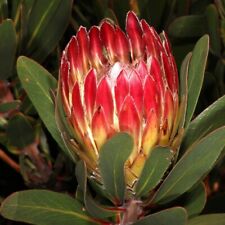 Protea obtusifolia sugar for sale  Fort Bragg