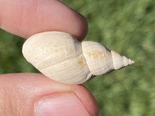 Bulgaria fossil gastropod for sale  Shipping to United Kingdom
