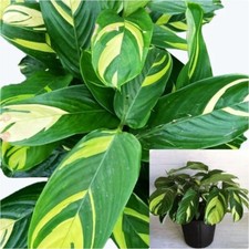 Ctenanthe lubbersiana inches for sale  Modesto