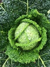 Savoy cabbage plug for sale  PRESTON