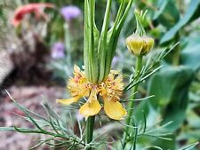 Seeds nigella oriëntalis for sale  Shipping to Ireland