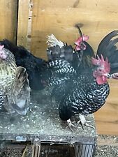 Serama hatching eggs for sale  CHESTERFIELD