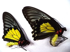 Entomologie papillon ornithopt d'occasion Entomologie papillon ornithopt d'occasion  Dreux