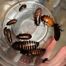 Ct. madagascar hissing for sale  Blandon