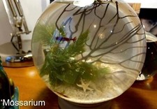 Custom self sustaining for sale  Washington