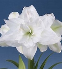 One marquis double for sale  Montgomery