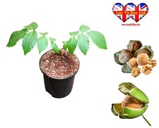 English walnut seedlings for sale  HUDDERSFIELD