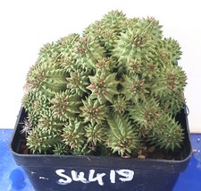 Euphorbia susannae altpflanze gebraucht kaufen  Alzenau