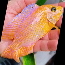 Dragon peacock cichlid for sale  Hollywood