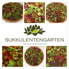 20x sempervivum rosetten gebraucht kaufen  Wachtendonk