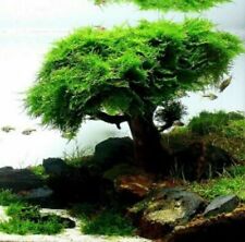 20g christmas moss for sale  HOUNSLOW
