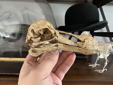 Réplique crane dodo d'occasion  Aiglun