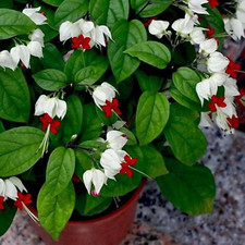 White red bleeding for sale  New Port Richey