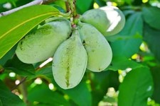 Paw paw asimina for sale  Mcminnville