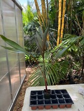 areca palms for sale areca palms for sale Port Saint Lucie