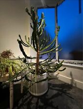 Cactus pot collection for sale  ST. ALBANS
