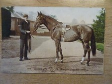 Race horse postcards for sale  KNOTTINGLEY