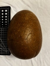 fossil egg for sale fossil egg for sale BIRMINGHAM