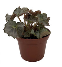 Five dime begonia for sale  Denver