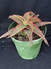 Aloe christmas carrol for sale  Hallandale