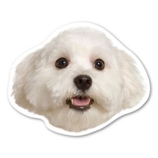 Maltese magnet for sale  King