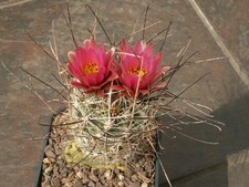Sclerocactus nyensis per usato  Spedire a Italy