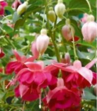 Garden cottage fuchsia for sale  DAGENHAM