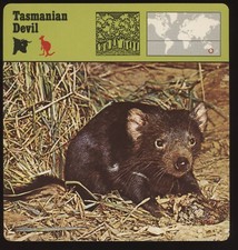 Tasmanian devil safari for sale  Waupun