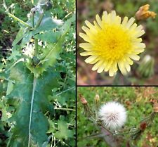 200 semi sonchus usato  Pulsano