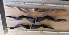 Schön gedrehte hörner gebraucht kaufen  Obersontheim