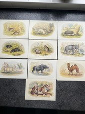 Ten. lovely animal for sale  BRAINTREE