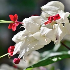 White bleeding heart for sale  Hudson