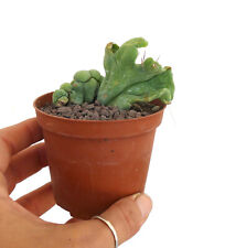 Cereus bridgesiii variegated usato  Napoli