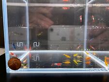 Assorted neocaridina davidi for sale  Seattle