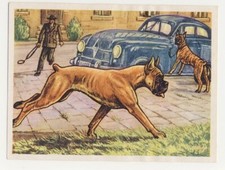 German boxer dog d'occasion  Expédié en Belgium