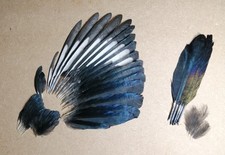 Magpie feathers set for sale  HALESOWEN
