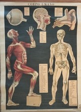 Corpo umano. tav. usato  Italia
