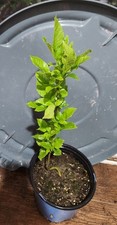 Live green ash for sale  Erie