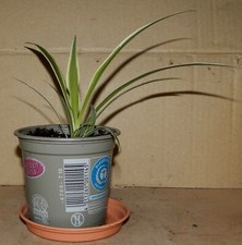 Jeune chlorophytum 1 d'occasion  La Voulte-sur-Rhône