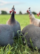 Fresh guinea bird for sale  Paradise