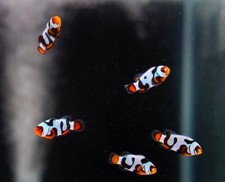 picasso clownfish for sale  Lilburn