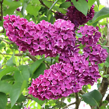 Lilac tree syringa for sale  UK