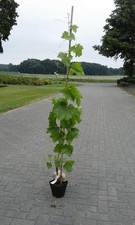 Weintraube pflanze suffolk gebraucht kaufen  Lastrup