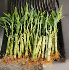 Lucky bamboo plants for sale  Richmond