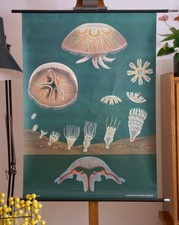 Vintage schulwandkarte qualle gebraucht kaufen  Deutschland
