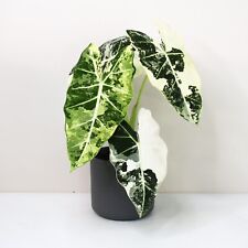 Alocasia frydek variegated for sale  Sanford