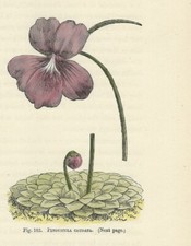 Pianta carnivora pinguicula usato  Lecco