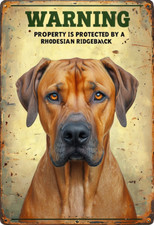 Warning rhodesian ridgeback for sale  DUNSTABLE